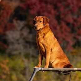 Flare - Labrador Retriever