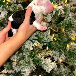 Buddy - Black and white male Sheepadoodle puppy in Tennessee, Illinois from The Artman Family
