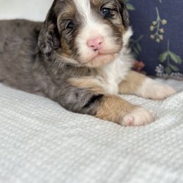 Bernedoodle Puppies from Blessings Pups Doodles