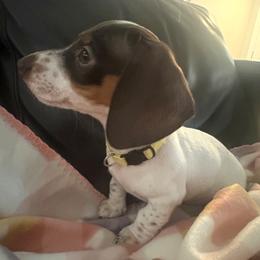 Dachshund Puppies from Treasure Valley Dachshunds