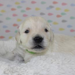 Golden Retriever Puppies from Mountain Sky Goldens   https://youtu.be/30SVQesEtig?si=CMjASv_Tza1VKSNt