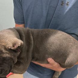 Cane Corso Puppies from Willow’s Meadow
