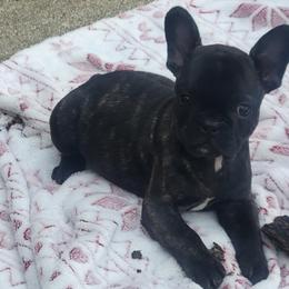 Junior - Brindle male French Bulldog puppy in Cameron, Missouri from Absolute Frenchie Connection