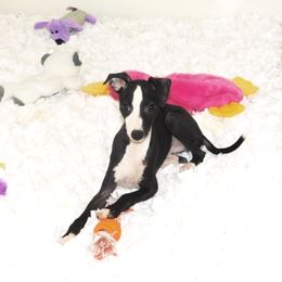 Amira Male 2 - Black male Italian Greyhound puppy in Sparta, Tennessee from Summerwind Kennel