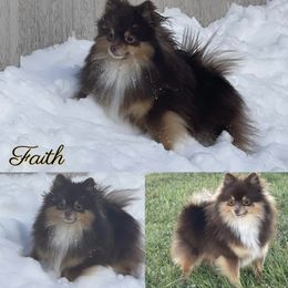 Faith - Pomeranian