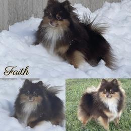 Faith - Pomeranian