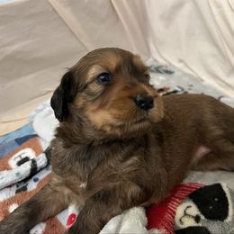 Ori - Brown female Whoodle puppy in Concord, North Carolina from RockyRiverDoodles
