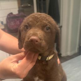 White Boy - Brown male Chesapeake Bay Retriever puppy in Riverview, Florida from Breezeswept Kennel