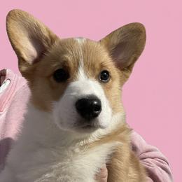 Zoey - Red female Pembroke Welsh Corgi puppy in Grenada, California from California Corgi Butts