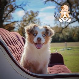 Pepperoni - Red merle female Miniature Australian Shepherd puppy in Hearne, Texas from Wigglebutts Unlimited