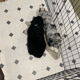 Aussiedoodle Puppies from North 40 Aussiedoodles