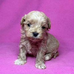 Maple (runt) - Apricot female Maltipoo puppy in Lancaster, Kentucky from Dream Paws Puppies, LLC