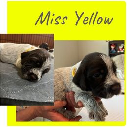 Marvel - Brown and gray female Wirehaired Pointing Griffon puppy in Tollhouse, California from Rocking S Griffons