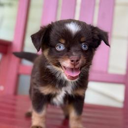 Woody - Red tri male Miniature Australian Shepherd puppy in Buchanan, Georgia from Stanleyville Farm Mini Aussies
