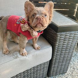 Sadie - French Bulldog puppy from Endless Frenchies