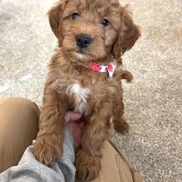 Girl 3 - female Goldendoodle puppy in Sugarcreek, Ohio from True Hearted Doodles