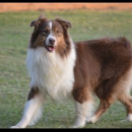 Huck - Australian Shepherd