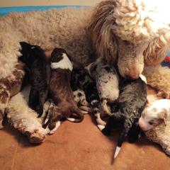 Bordoodle Puppies from Brisby Bordoodles