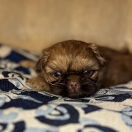 Magnolias Little Moose - Liver male Shih Tzu puppy in Statesboro, Georgia from Magnolia Small Breeds