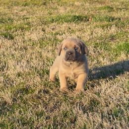 Cane Corso Puppies from Venom Cane Corsos