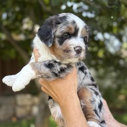 Rocket, brown tag - Tri-color male Bernedoodle puppy in Las Vegas, Nevada from Perfect Bernedoodles