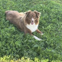 RUBY - Miniature American Shepherd