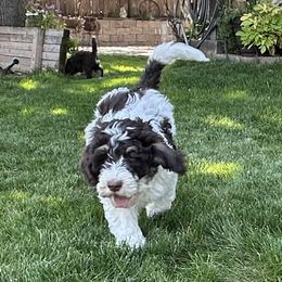 Black - Bernedoodle puppy from Sweet Tea Kennels