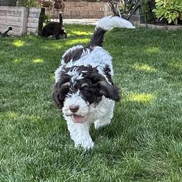 Black - Bernedoodle puppy from Sweet Tea Kennels