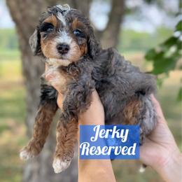 Jerky - Blue merle male Bernedoodle puppy in Rose Hill, North Carolina from Red Door Canines