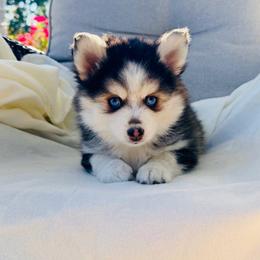 Donatello - Black and white male Pomsky puppy in Memphis, Missouri from Happy Hills Kennels