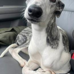 Whippet puppies from Shannon Whippets