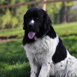 Luna - Newfoundland