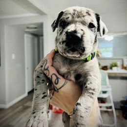 Duke - Merle Great Dane puppy in Richmond, Texas from Ashli’s Great Danes