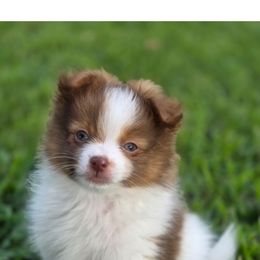 Male 2 - Orange parti male Pomeranian puppy in Weatherford, Texas from COCO'S POMS AND FRENCHIES