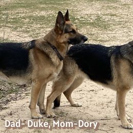 German Shepherds from Osborn's Country German Shepherds