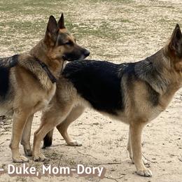 German Shepherds from Osborn's Country German Shepherds