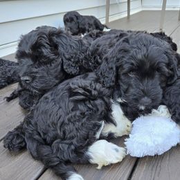 Charly - Portuguese Water Dog