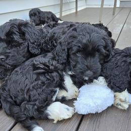 Charly - Portuguese Water Dog