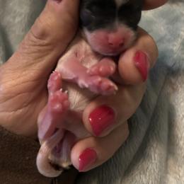 Biewer Terrier puppies from Prestigious Pups