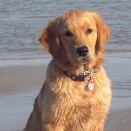 American Eskimo Dogs and Golden Retrievers from Gold Ducat Kennels