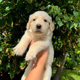 Golden Retriever Puppies from Laryssa Stefano