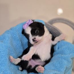 Girl 1 - Black and white female Chihuahua puppy in Lugoff, South Carolina from Cutie Pie Chihuahua's