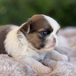 Boy 1 - Tricolor male Shih Tzu puppy in Calimesa, California from Little Mountain’s Shih Tzus