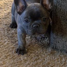 Gidget - Blue female French Bulldog puppy in Alabama from Southern Bulldogs