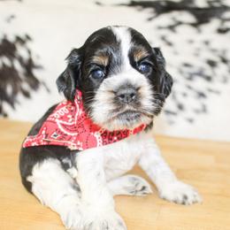 Beau - Black white and tan male Cocker Spaniel puppy in Rattan, Oklahoma from Double M Cocker Spaniels