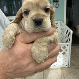 TBD 2 - Buff male Cocker Spaniel puppy in Breckenridge, Michigan from Keto Kennels