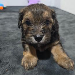 Choc - male Havapoo puppy in Medina, Ohio from Momma's Minis