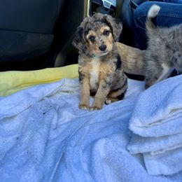 Sterling - Blue merle male Aussiedoodle puppy in Grants Pass, Oregon from Woodwind Miniatures
