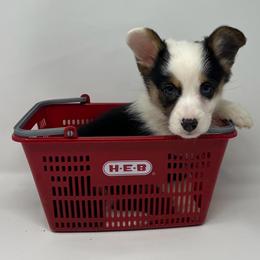 Drift - Black and tan male Pembroke Welsh Corgi puppy in Waco, Texas from The Comma Corgis