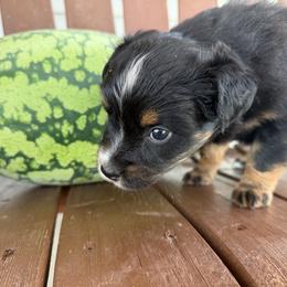 BTG - Black tri female Miniature Australian Shepherd puppy in Bethany, Illinois from Rachel at Marrowbone Creek Aussies